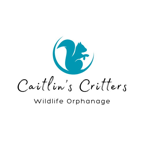 Caitlins Critters Logo transparent background 1 1