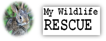 new logo 1